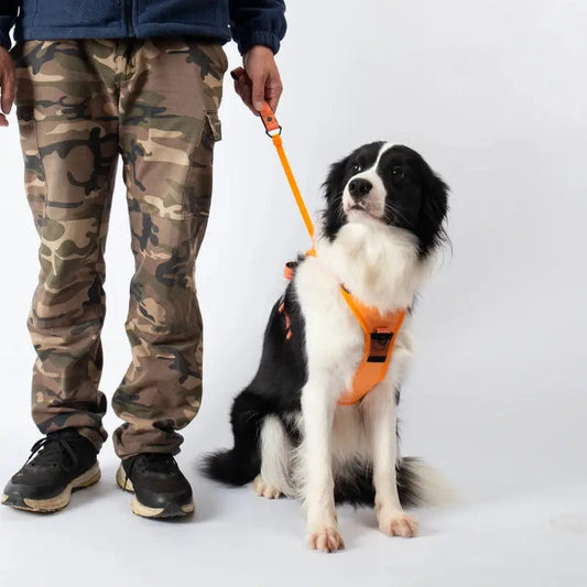 Dog Leash with Anti-Pull Harness | Adjustable and Comfortable for All Dog Sizes 1