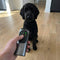 Anti Bark Device with Ultrasonic Correction New | for Dogs at Home or On-the-Go