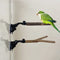 Bird Perch Stand with Suction Cup for Small to Large Birds — Durable Wood Material