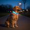 BowLift | LED Safety Dog Collar with Adjustable Fit for Small, Medium, and Large Dogs