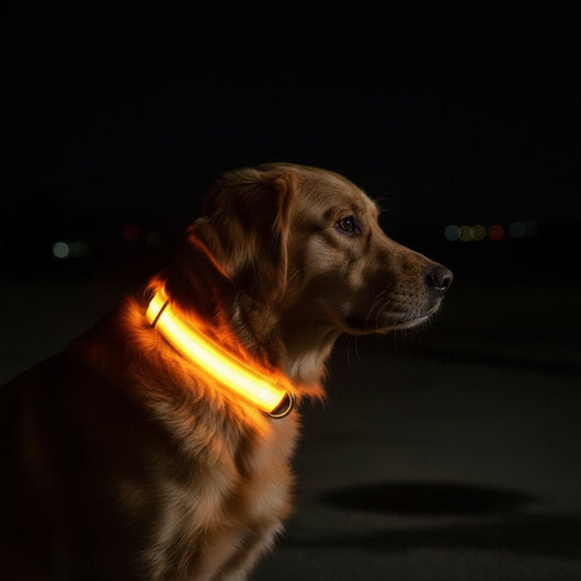 BowLift | LED Safety Dog Collar with Adjustable Fit for Small, Medium, and Large Dogs 1
