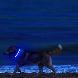 BowLift | LED Safety Dog Collar with Adjustable Fit for Small, Medium, and Large Dogs
