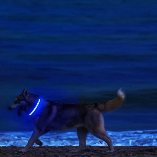 BowLift | LED Safety Dog Collar with Adjustable Fit for Small, Medium, and Large Dogs 3