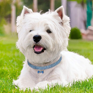 Artiphy | Stylish Crystal Dog Collar with Unique Bone Charm for Small, Medium, and Large Dogs