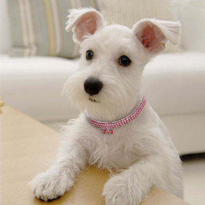 BowLift | Stylish Crystal Dog Collar with Unique Bone Charm for Small, Medium, and Large Dogs 5