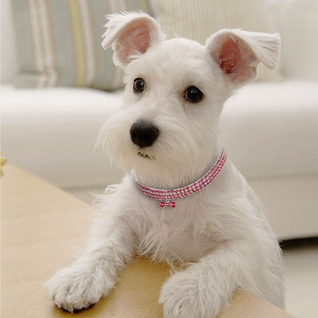 Artiphy | Stylish Crystal Dog Collar with Unique Bone Charm for Small, Medium, and Large Dogs