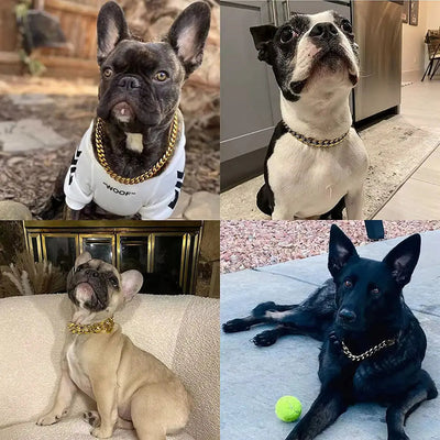 Dog Collar with Gold Chain | Elegant Design for All Dog Sizes 1