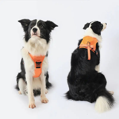 Dog Leash with Anti-Pull Harness | Adjustable and Comfortable for All Dog Sizes 3