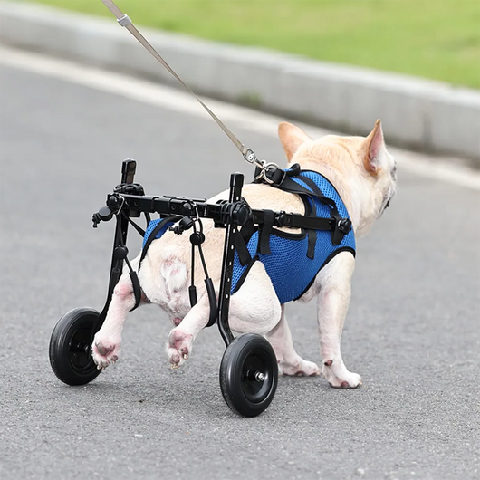 Dog Wheelchair for Back Legs Support and Rehabilitation Aid for Dogs and Cats — Adjustable, Lightweight Design-Mobility Aids-Levereau-XS-Levereau
