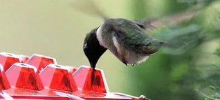 Hummingbird Feeder with Ant-Proof System and Bee-Resistant Hex Design for Outdoor Use