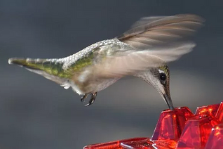 Hummingbird Feeder with Ant-Proof System and Bee-Resistant Hex Design for Outdoor Use