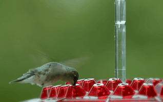 Hummingbird Feeder with Ant-Proof System and Bee-Resistant Hex Design for Outdoor Use