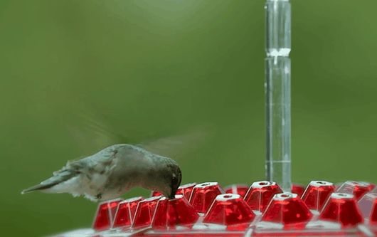 Hummingbird Feeder with Ant-Proof System and Bee-Resistant Hex Design for Outdoor Use 6
