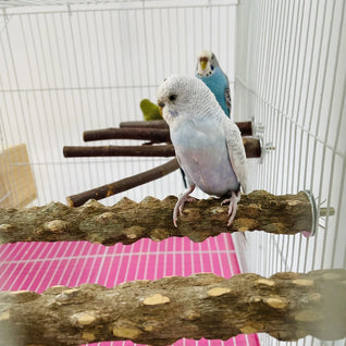 Natural Wood Bird Perch for Parrots - Durable Climbing and Chewing Stick for All Sizes