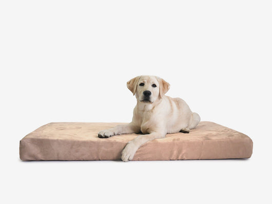 OrthoLift | Orthopedic Dog Bed with 4-Inch Foam Support for Large Dogs 17
