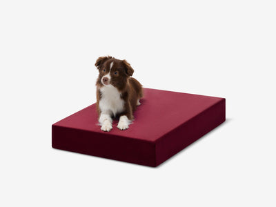 OrthoLift | Orthopedic Dog Bed with 4-Inch Foam Support for Large Dogs 20