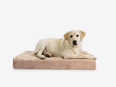 OrthoLift | Orthopedic Dog Bed with 4-Inch Foam Support for Large Dogs 22