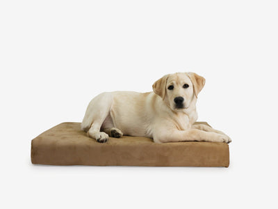 OrthoLift | Orthopedic Dog Bed with 4-Inch Foam Support for Large Dogs 28