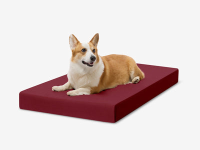 OrthoLift | Orthopedic Dog Bed with 4-Inch Foam Support for Large Dogs 2