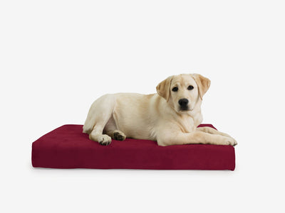 OrthoLift | Orthopedic Dog Bed with 4-Inch Foam Support for Large Dogs 6