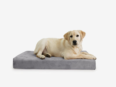 OrthoLift | Orthopedic Dog Bed with 4-Inch Foam Support for Large Dogs 7