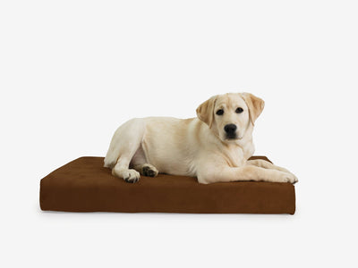 OrthoLift | Orthopedic Dog Bed with 4-Inch Foam Support for Large Dogs 8