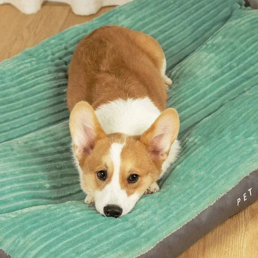Orthopedic Dog Bed with Removable Cover | for Large Dogs with Joint Support and Easy Care-Dog Beds-Levereau-Gray-Levereau
