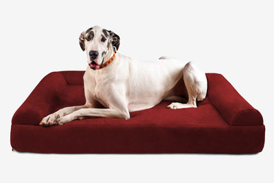PawVault | Orthopedic Dog Bed with 7-Inch Foam for Large Dogs — Supports Joint Health 10