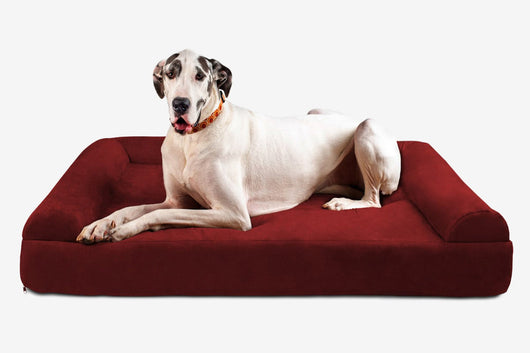 PawVault | Orthopedic Dog Bed with 7-Inch Foam for Large Dogs — Supports Joint Health 10