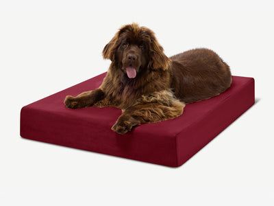 PawVault | Orthopedic Dog Bed with 7-Inch Foam for Large Dogs — Supports Joint Health 12