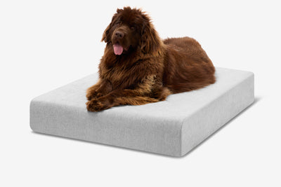 PawVault | Orthopedic Dog Bed with 7-Inch Foam for Large Dogs — Supports Joint Health 13