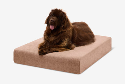 PawVault | Orthopedic Dog Bed with 7-Inch Foam for Large Dogs — Supports Joint Health 47