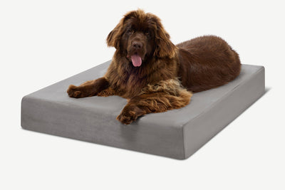 PawVault | Orthopedic Dog Bed with 7-Inch Foam for Large Dogs — Supports Joint Health 54