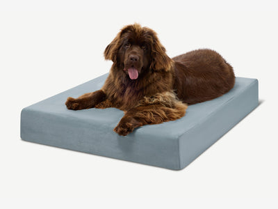 PawVault | Orthopedic Dog Bed with 7-Inch Foam for Large Dogs — Supports Joint Health 59