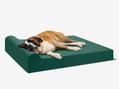 PawVault | Orthopedic Dog Bed with 7-Inch Foam for Large Dogs — Supports Joint Health 6
