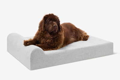 PawVault | Orthopedic Dog Bed with 7-Inch Foam for Large Dogs — Supports Joint Health 72