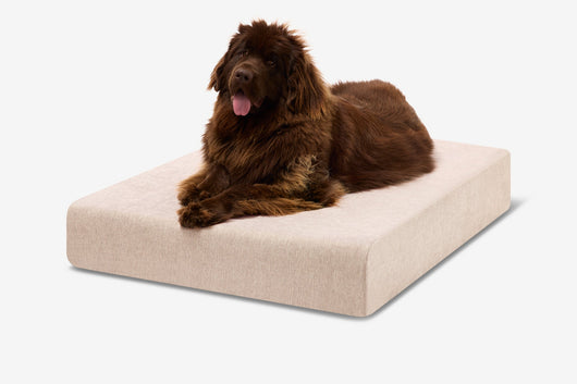 PawVault | Orthopedic Dog Bed with 7-Inch Foam for Large Dogs — Supports Joint Health 74