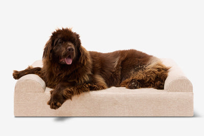 PawVault | Orthopedic Dog Bed with 7-Inch Foam for Large Dogs — Supports Joint Health 9