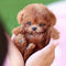Robot Dog Toy with Realistic Movements and Interactive Features for Kids and Adults