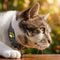 GPS Cat Collar with Real-Time Tracking and Lightweight Design for Adventurous Cats