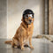 Dog Motorcycle Helmet and Goggles Set with Adjustable Fit for Small, Medium, and Large Dogs